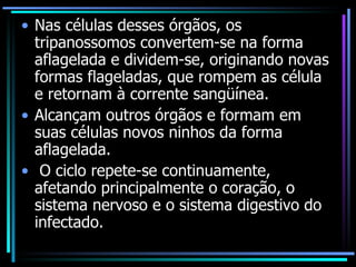 Nas células desses órgãos, os tripanossomos convertem-se na forma aflagelada e dividem-se, originando novas formas flageladas, que rompem as célula e retornam à corrente sangüínea. Alcançam outros órgãos e formam em suas células novos ninhos da forma aflagelada. O ciclo repete-se continuamente, afetando principalmente o coração, o sistema nervoso e o sistema digestivo do infectado. 