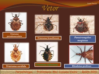 Vetor
Triatoma
pseudomaculata
Triatoma brasiliensis Panstrongylus
megistus
Triatoma infestans
Triatoma sordida
Fonte: Fiocruz
Rhodnius prolixus
Parasitologia Professora: Msc. Luciana Vieira Belém 2010
 