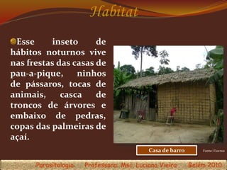 Habitat
Esse inseto de
hábitos noturnos vive
nas frestas das casas de
pau-a-pique, ninhos
de pássaros, tocas de
animais, casca de
troncos de árvores e
embaixo de pedras,
copas das palmeiras de
açaí.
Casa de barro
Parasitologia Professora: Msc. Luciana Vieira Belém 2010
Fonte: Fiocruz
 