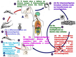 Ciclo evolutivo T .cruzi
= Estágio Infeccioso
= Estágio Diagnóstico
(1) O inseto pica e defeca ao
mesmo tempo. O tripomastigota
metacíclica passa das fezes à
ferida
(2) Os tripomastigotas
invadem células onde
se transformam em
amastigostas.
(3) Os
amastigotas
multiplicam-se
dentro das células
(4) Os amastigotas
transformam-se em
tripomastigotas
sanguíneos, as células
são rompidas e os
parasitas são
liberados na corrente
sanguínea podendo
invadir novas células
onde se multiplicam
em amastigostas.
5) Os tripomastigotas
sanguíneos podem ser
sugados por um novo
inseto, reiniciando o ciclo
do parasita.
(6) No tubo digestivo
do inseto os
tripomastigotas
sanguíneos
transformam-se em
epimastigotas, que
se multiplicam
(7) e diferenciam-se em
tripomastigotas
metacíclicos (8).
 