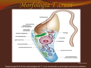 Morfologia T .cruzi
Esquema geral da forma epimastigota do T. cruzi mostrando as principais estruturas celulares
Fonte: Fiocruz
 