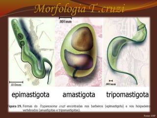 Morfologia T .cruzi
Fonte: USP
 
