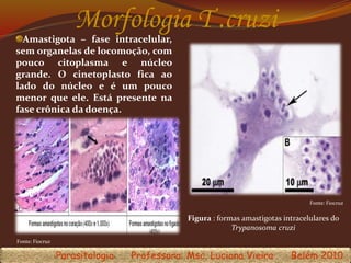 Morfologia T .cruzi
Figura : formas amastigotas intracelulares do
Trypanosoma cruzi
Fonte: Fiocruz
Amastigota – fase intracelular,
sem organelas de locomoção, com
pouco citoplasma e núcleo
grande. O cinetoplasto fica ao
lado do núcleo e é um pouco
menor que ele. Está presente na
fase crônica da doença.
Fonte: Fiocruz
Parasitologia Professora: Msc. Luciana Vieira Belém 2010
 