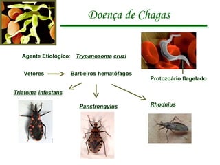 Doença de Chagas Agente Etiológico : Trypanosoma   cruzi Vetores Triatoma   infestans Panstrongylus Rhodnius Protozoário flagelado Barbeiros hematófagos 