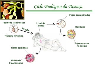 Ciclo Biológico da Doença Barbeiro transmissor Triatoma infestans Local da  picada Fezes contaminadas Fibras cardíacas Ninhos de  tripanossoma Hemácias Tripanossoma  no sangue Picada 