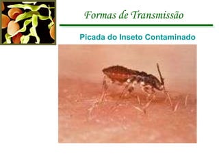 Formas de Transmissão Picada do Inseto Contaminado 