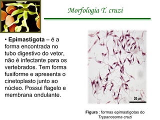 Morfologia T. cruzi •  Epimastigota  – é a forma encontrada no tubo digestivo do vetor, não é infectante para os vertebrados. Tem forma fusiforme e apresenta o cinetoplasto junto ao núcleo. Possui flagelo e membrana ondulante. Figura  : formas epimastigotas do  Trypanosoma cruzi 