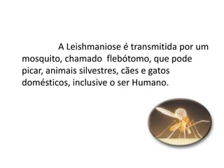 A Leishmaniose é transmitida por um
mosquito, chamado flebótomo, que pode
picar, animais silvestres, cães e gatos
domésticos, inclusive o ser Humano.
 