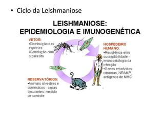 • Ciclo da Leishmaniose
 