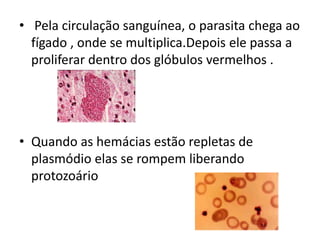 • Pela circulação sanguínea, o parasita chega ao
  fígado , onde se multiplica.Depois ele passa a
  proliferar dentro dos glóbulos vermelhos .




• Quando as hemácias estão repletas de
  plasmódio elas se rompem liberando
  protozoário
 