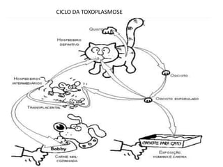 CICLO DA TOXOPLASMOSE
 