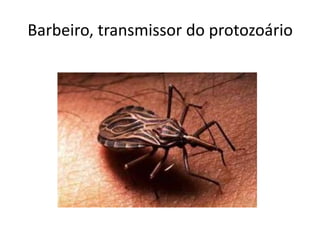Barbeiro, transmissor do protozoário
 