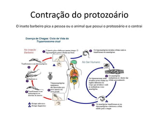 Contração do protozoário
O inseto barbeiro pica a pessoa ou o animal que possui o protozoário e o contrai
 