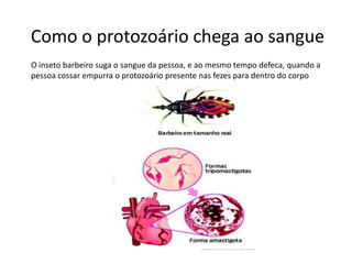 Como o protozoário chega ao sangue
O inseto barbeiro suga o sangue da pessoa, e ao mesmo tempo defeca, quando a
pessoa cossar empurra o protozoário presente nas fezes para dentro do corpo
 