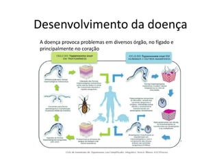 Desenvolvimento da doença
 A doença provoca problemas em diversos órgão, no fígado e
 principalmente no coração
 