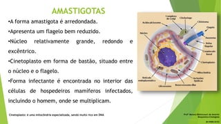 AMASTIGOTAS
•A forma amastigota é arredondada.
•Apresenta um flagelo bem reduzido.
•Núcleo relativamente grande, redondo e
excêntrico.
•Cinetoplasto em forma de bastão, situado entre
o núcleo e o flagelo.
•Forma infectante é encontrada no interior das
células de hospedeiros mamíferos infectados,
incluindo o homem, onde se multiplicam.
Cinetoplasto: é uma mitocôndria especializada, sendo muito rico em DNA Profª Monara Bittencourt de Amorim
Bioquímica-Citologista
bittencourt.monara7@gmail.com
84 9985 8153
 