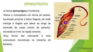 EPIMASTIGOTA
•A forma epimastigota é fusiforme.
•Possui o cinetoplasto em forma de bastão,
localizado próximo à bolsa flagelar, de onde
emerge o flagelo que adere ao longo da
extensão do corpo celular do parasito,
tornando-se livre na região anterior.
•Esta forma não infectante é mais
comumente encontrada no intestino do
barbeiro.
Profª Monara Bittencourt de Amorim
Bioquímica-Citologista
bittencourt.monara7@gmail.com
84 9985 8153
 