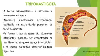 TRIPOMASTIGOTA
•A forma tripomastigota é alongada e
levemente achatada.
•Apresenta cinetoplasto arredondado,
localizado na extremidade posterior do
corpo do parasito.
•As formas tripomastigotas são altamente
infectantes, podendo ser encontradas no
mamífero, no sangue e espaço intercelular)
e no inseto, na região posterior do tubo
digestório. Profª Monara Bittencourt de Amorim
Bioquímica-Citologista
bittencourt.monara7@gmail.com
84 9985 8153
 