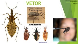 VETOR
Profª Monara Bittencourt de Amorim
Bioquímica-Citologista
bittencourt.monara7@gmail.com
84 9985 8153
 