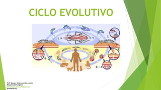 CICLO EVOLUTIVO
Profª Monara Bittencourt de Amorim
Bioquímica-Citologista
bittencourt.monara7@gmail.com
84 9985 8153
 