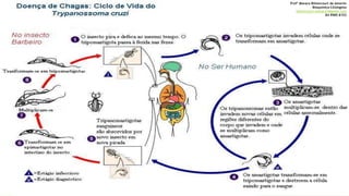 Profª Monara Bittencourt de Amorim
Bioquímica-Citologista
bittencourt.monara7@gmail.com
84 9985 8153
 
