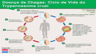 Profª Monara Bittencourt de Amorim
Bioquímica-Citologista
bittencourt.monara7@gmail.com
84 9985 8153
 