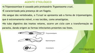 AGENTE ETIOLÓGICO
•A Tripanossomíase é causada pelo protozoário Trypanosoma cruzi,
•É caracterizado pela presença de um flagelo.
•No sangue dos vertebrados, o T.cruzi se apresenta sob a forma de tripomastigote,
que é extremamente móvel, e nos tecidos, como amastigotas.
•No tubo digestivo dos insetos vetores, ocorre um ciclo com a transformação do
parasita, dando origem as formas infectantes presentes nas fezes.
Profª Monara Bittencourt de Amorim
Bioquímica-Citologista
bittencourt.monara7@gmail.com
84 9985 8153
 