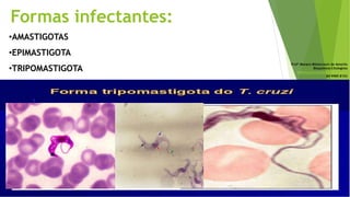Formas infectantes:
•AMASTIGOTAS
•EPIMASTIGOTA
•TRIPOMASTIGOTA
Profª Monara Bittencourt de Amorim
Bioquímica-Citologista
bittencourt.monara7@gmail.com
84 9985 8153
 