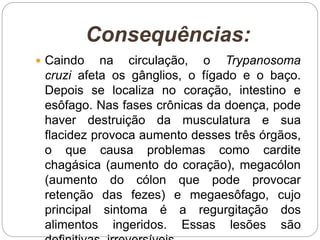 Consequências:
 Caindo na circulação, o Trypanosoma
cruzi afeta os gânglios, o fígado e o baço.
Depois se localiza no coração, intestino e
esôfago. Nas fases crônicas da doença, pode
haver destruição da musculatura e sua
flacidez provoca aumento desses três órgãos,
o que causa problemas como cardite
chagásica (aumento do coração), megacólon
(aumento do cólon que pode provocar
retenção das fezes) e megaesôfago, cujo
principal sintoma é a regurgitação dos
alimentos ingeridos. Essas lesões são
 