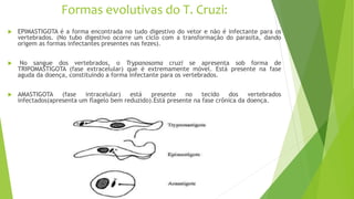 Formas evolutivas do T. Cruzi:
 EPIMASTIGOTA é a forma encontrada no tudo digestivo do vetor e não é infectante para os
vertebrados. (No tubo digestivo ocorre um ciclo com a transformação do parasita, dando
origem as formas infectantes presentes nas fezes).
 No sangue dos vertebrados, o Trypanosoma cruzi se apresenta sob forma de
TRIPOMASTIGOTA (fase extracelular) que é extremamente móvel. Está presente na fase
aguda da doença, constituindo a forma infectante para os vertebrados.
 AMASTIGOTA (fase intracelular) está presente no tecido dos vertebrados
infectados(apresenta um flagelo bem reduzido).Está presente na fase crônica da doença.
 