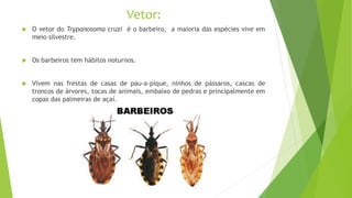 Vetor:
 O vetor do Trypanosoma cruzi é o barbeiro, a maioria das espécies vive em
meio silvestre.
 Os barbeiros tem hábitos noturnos.
 Vivem nas frestas de casas de pau-a-pique, ninhos de pássaros, cascas de
troncos de árvores, tocas de animais, embaixo de pedras e principalmente em
copas das palmeiras de açaí.
 