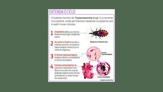 DOENÇA DE CHAGAS - Professora Carla back