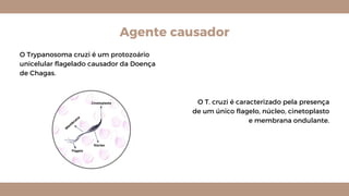 Agente causador
O Trypanosoma cruzi é um protozoário
unicelular flagelado causador da Doença
de Chagas.
O T. cruzi é caracterizado pela presença
de um único flagelo, núcleo, cinetoplasto
e membrana ondulante.
M
em
brana
 