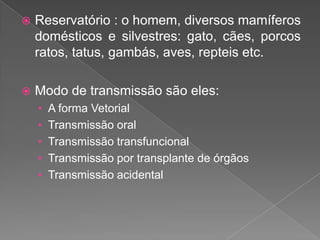  Reservatório : o homem, diversos mamíferos
domésticos e silvestres: gato, cães, porcos
ratos, tatus, gambás, aves, repteis etc.
 Modo de transmissão são eles:
• A forma Vetorial
• Transmissão oral
• Transmissão transfuncional
• Transmissão por transplante de órgãos
• Transmissão acidental
 