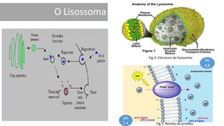 O Lisossoma
o Organelos presentes na maior parte das
células eucarióticas, produzidos no Complexo
de Golgi.
o Corpos esféricos, delimitados por uma
membrana lipoprotéica revestida
internamente por hidratos de carbono.
o No seu interior, encontram-se vários tipos de
enzimas digestivas, otimizadas num meio de
ph ácido, garantido por uma bomba de protões
intrínseca na sua membrana.
ph
7,4
Ph
4,8
Fig.3: Estrutura do lisossoma
Fig.5: Bomba de protões
 