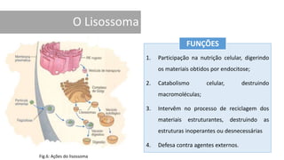 1. Participação na nutrição celular, digerindo
os materiais obtidos por endocitose;
2. Catabolismo celular, destruindo
macromoléculas;
3. Intervêm no processo de reciclagem dos
materiais estruturantes, destruindo as
estruturas inoperantes ou desnecessárias
4. Defesa contra agentes externos.
FUNÇÕES
Fig.6: Ações do lisossoma
 