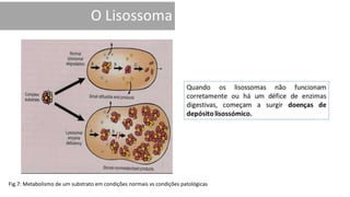 Fig.7: Metabolismo de um substrato em condições normais vs condições patológicas
 