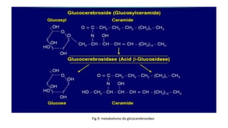 Fig.9: metabolismo do glicocerebrosídeo
 