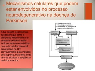 Mecanismos celulares que podem
+
estar envolvidos no processo
neurodegenerativo na doença de
Parkinson
À luz dessas descobertas,
suspeitam que tanto a
disfunção mitocondrial e o
estresse oxidativo estão
intrinsecamente envolvidos
na morte celular neuronal
progressiva na DP,
provavelmente pela indução
de apoptose, mas eles ainda
têm de elucidar a seqüência
real dos eventos.

 