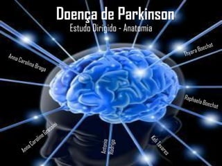Doença de Parkinson
  Estudo Dirigido - Anatomia
 