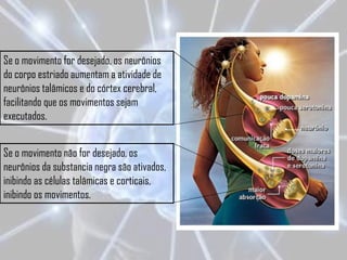 Se o movimento for desejado, os neurônios
do corpo estriado aumentam a atividade de
neurônios talâmicos e do córtex cerebral,
facilitando que os movimentos sejam
executados.


Se o movimento não for desejado, os
neurônios da substancia negra são ativados,
inibindo as células talâmicas e corticais,
inibindo os movimentos.
 