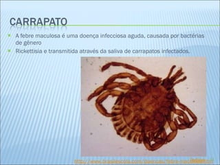 A febre maculosa é uma doença infecciosa aguda, causada por bactérias de gênero Rickettisia e transmitida através da saliva de carrapatos infectados. http://www.brasilescola.com/doencas/febre-maculosa.htm Índice 