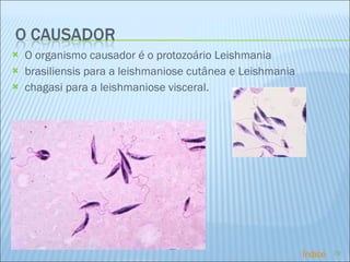 O organismo causador é o protozoário Leishmania brasiliensis para a leishmaniose cutânea e Leishmania chagasi para a leishmaniose visceral. Índice 