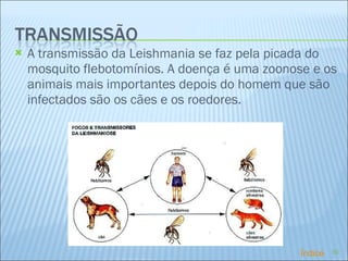 A transmissão da Leishmania se faz pela picada do mosquito flebotomínios. A doença é uma zoonose e os animais mais importantes depois do homem que são infectados são os cães e os roedores. Índice 