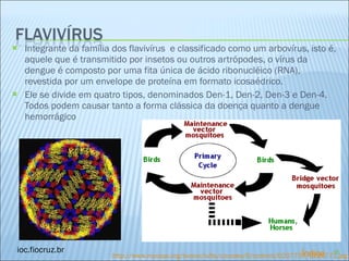 Integrante da família dos flavivírus  e classificado como um arbovírus, isto é, aquele que é transmitido por insetos ou outros artrópodes, o vírus da dengue é composto por uma fita única de ácido ribonucléico (RNA), revestida por um envelope de proteína em formato icosaédrico. Ele se divide em quatro tipos, denominados Den-1, Den-2, Den-3 e Den-4. Todos podem causar tanto a forma clássica da doença quanto a dengue hemorrágico ioc.fiocruz.br http://www.myoo p s.org/twocw/tufts/courses/6/content/D207707/C226771.jpg Índice 
