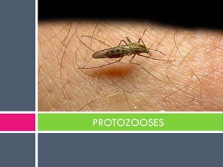 PROTOZOOSES 
