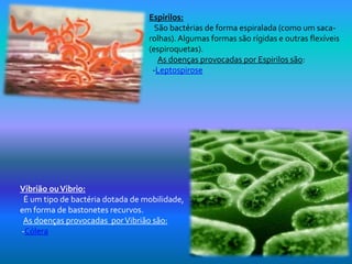 Espirilos:
                                    São bactérias de forma espiralada (como um saca-
                                  rolhas). Algumas formas são rígidas e outras flexíveis
                                  (espiroquetas).
                                     As doenças provocadas por Espirilos são:
                                   -Leptospirose




Vibrião ou Vibrio:
 É um tipo de bactéria dotada de mobilidade,
em forma de bastonetes recurvos.
 As doenças provocadas por Vibrião são:
-Cólera
 