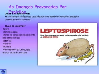 As Doenças Provocadas Por
     Espirilos…
  O que é a Leptospirose?
  • É uma doença infecciosa causada por uma bactéria chamada Leptospira
  presente na urina do rato.

   Quais os sintomas?
-febre;
-dor de cabeça;
-dores no corpo (principalmente
nas panturrilhas);
-icterícia
-vómito
-diarreia
-volume e cor da urina, que
muitas vezes fica escura
 