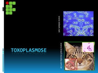 TOXOPLASMOSE
www.brasilescola.com.br
www.tebeet.net
 