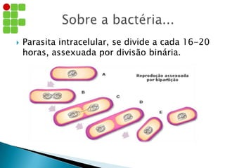  Parasita intracelular, se divide a cada 16-20
horas, assexuada por divisão binária.
 